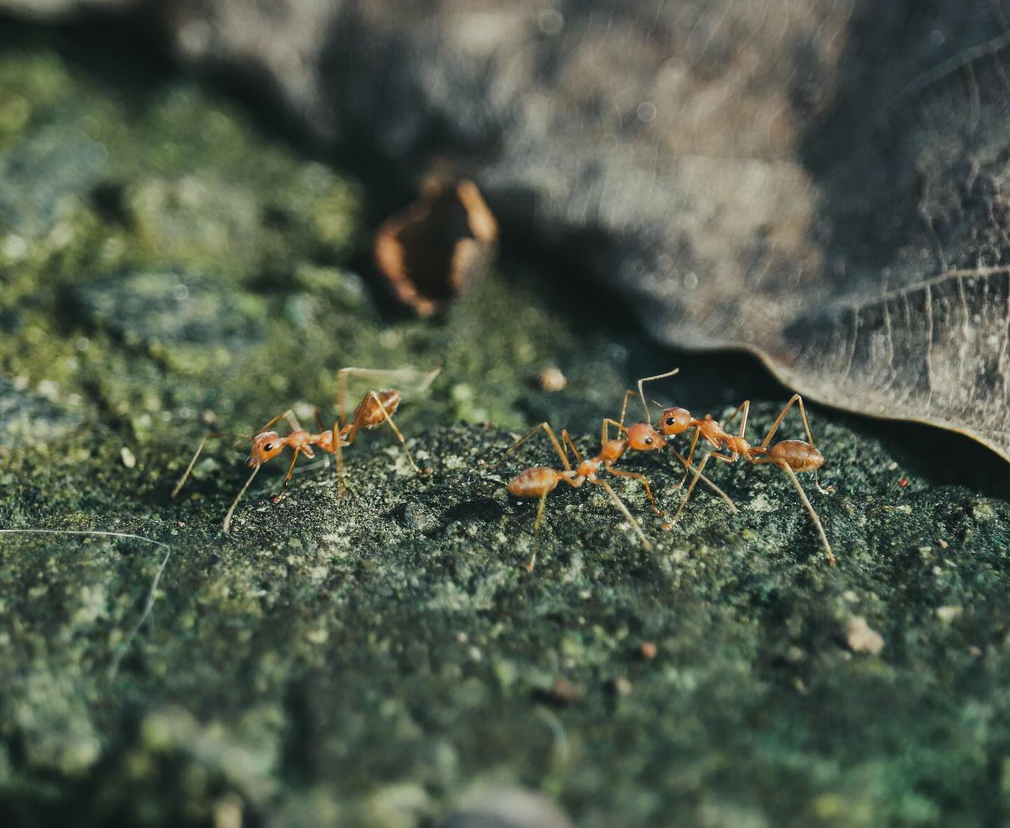 Ants